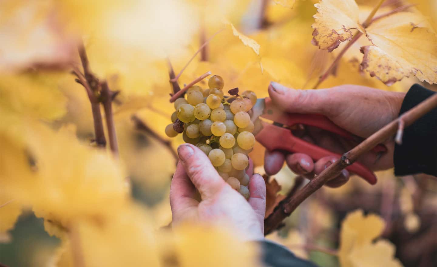 Weingut Schmelz Joching Wachau